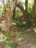 Kahaualea Trail5.jpg