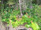 Kilauea Iki Trail-1.jpg