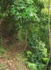 Maunawili DemoTrail9.jpg