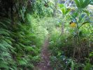 Maunawili Demonstration Trail12.jpg