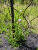 Naulu Trail-8.jpg