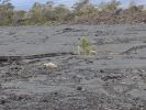 Nene, die hawaiische Staatsgans