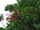 Octopus Tree2.jpg