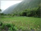 Big Island, Waipi'o Valley