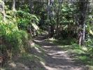 Big Island: Kilauea Iki Trail
