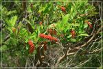 Mau'umae Ridge Trail