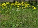 Frühling