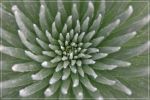Haleakala Silversword