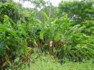 hanging Heliconia.jpg