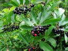 java plum.jpg