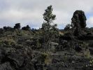 lava tree4.jpg