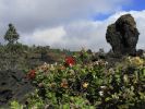 lava tree5.jpg