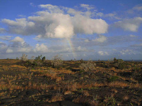 Pu'u Loa Petroglyphs Trail
