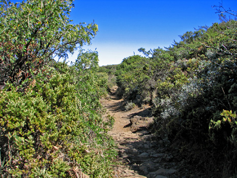 Halemau'u Trail
