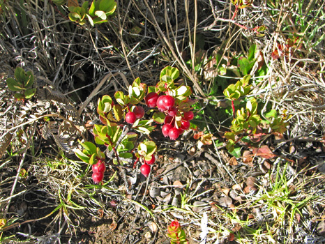 Halemau'u Trail
