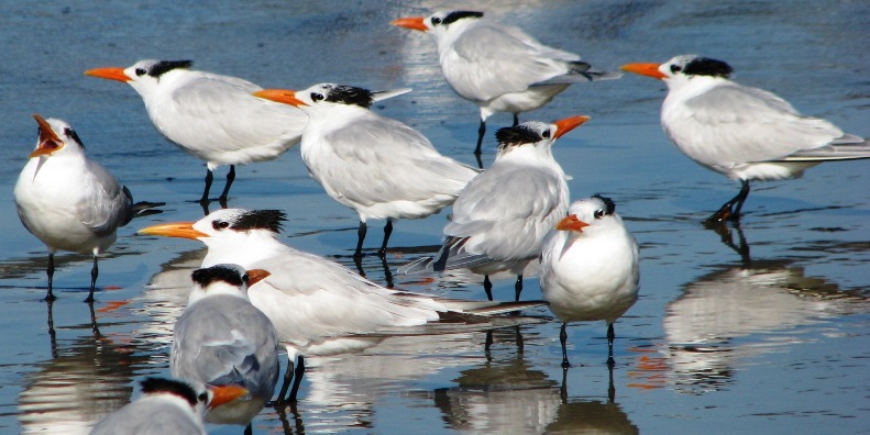 Sea Birds
