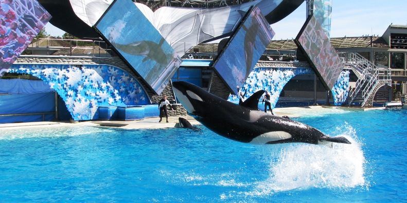 Shamu
