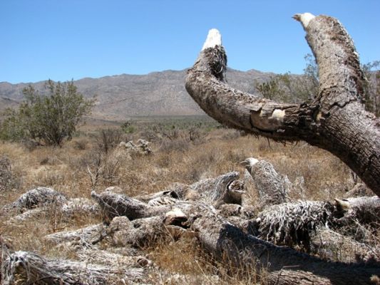 Joshua Tree National Park
