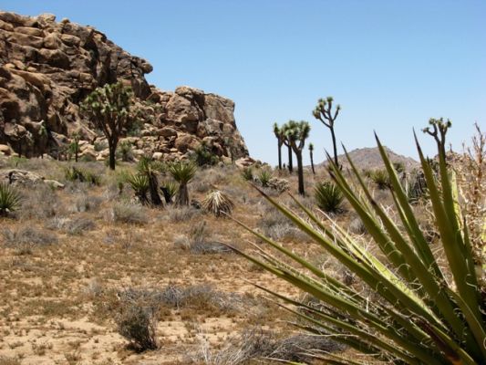 Joshua Tree National Park
