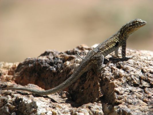 Lizard, Joshua Tree National Park
