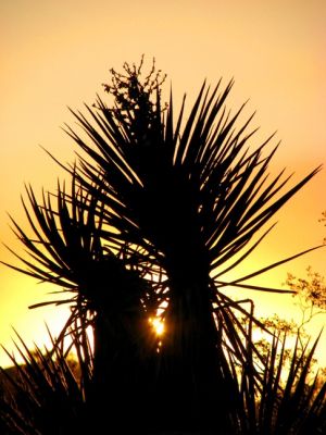 Sunset @ Jumbo Rocks Campground, Joshua Tree National Park
