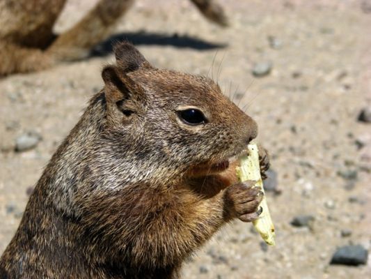 Chipmunk near San Simeon, CA
