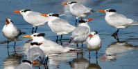 06_La_Jolla_Birds_0408.JPG