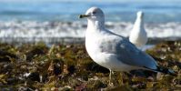 08_La_Jolla_Bird_0424.JPG