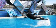 43_SeaWorld_Shamu_0739.JPG