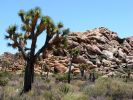 Joshua Tree National Park