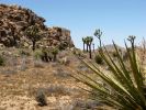 Joshua Tree National Park