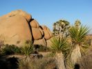 Jumbo Rocks Campground, Joshua Tree National Park