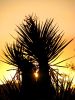 IMG_1066_Joshua_Tree.JPG