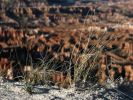 IMG_1432_Bryce_Canyon.JPG
