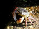 Crab near Morro Bay, CA