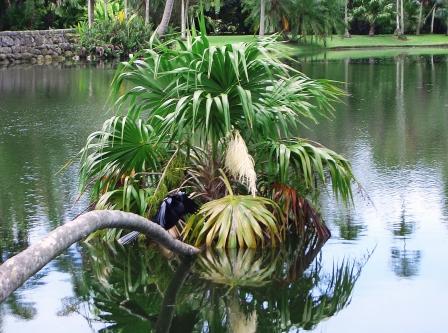 Fairchild Tropical Garden
