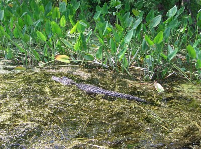 Wakulla Spring
