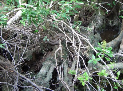 Wakulla Spring
