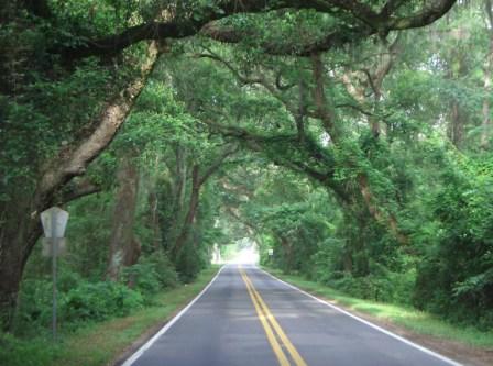 Canopy Road Tallahassee
