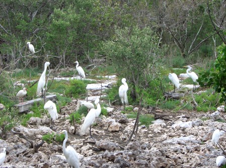 Key Largo Wild Bird Rehabilitation Center
