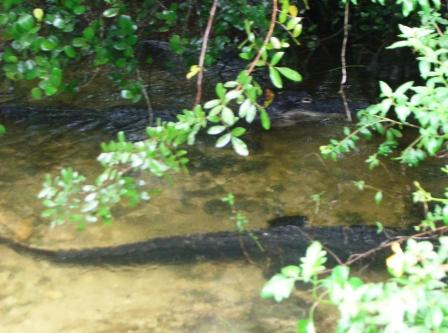 Der Loop Everglades
