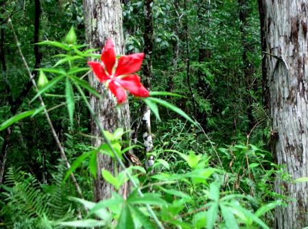  Corkscrew Swamp Sanetuary Park

