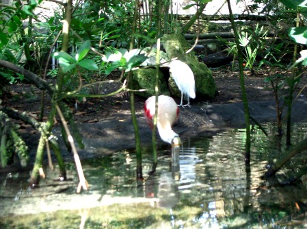 Florida Aquarium  Tampa
