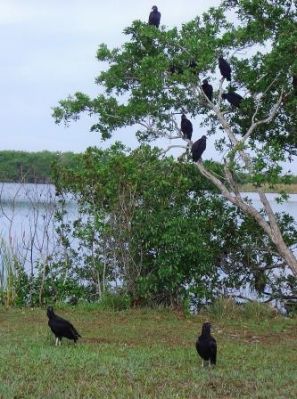 Everglads Nationalpark
