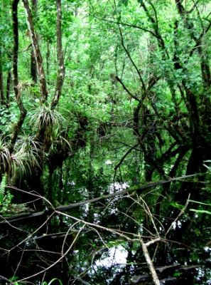  Corkscrew Swamp Sanetuary Park

