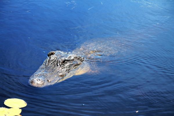 Aransas National Wildlife Refuge
