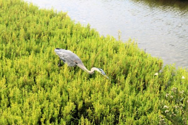 South Padre Island Birding und Nature Center
