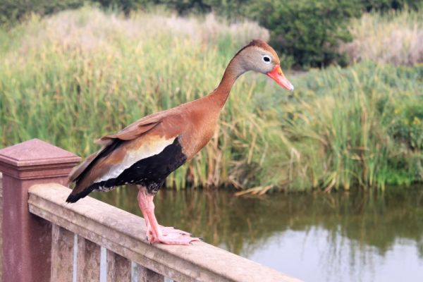 South Padre Island Birding und Nature Center
