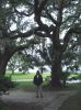 Washington Oaks State Garden