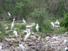 Key Largo Wild Bird Rehabilitation Center